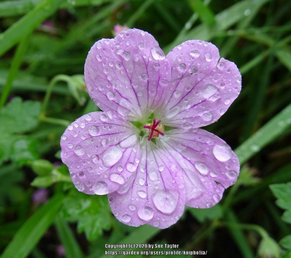 Cranesbill (Geranium x riversleaianum ‘Mavis Simpson’) in the Geraniums