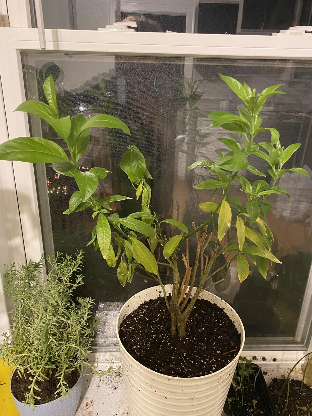 Night blooming jasmine wilting in the Ask a Question forum