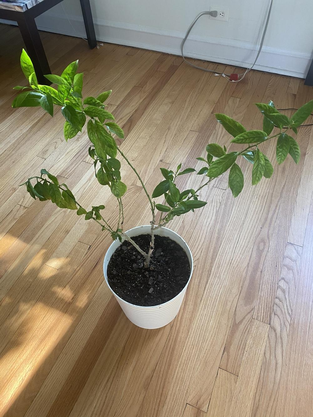 Night blooming jasmine wilting in the Ask a Question forum