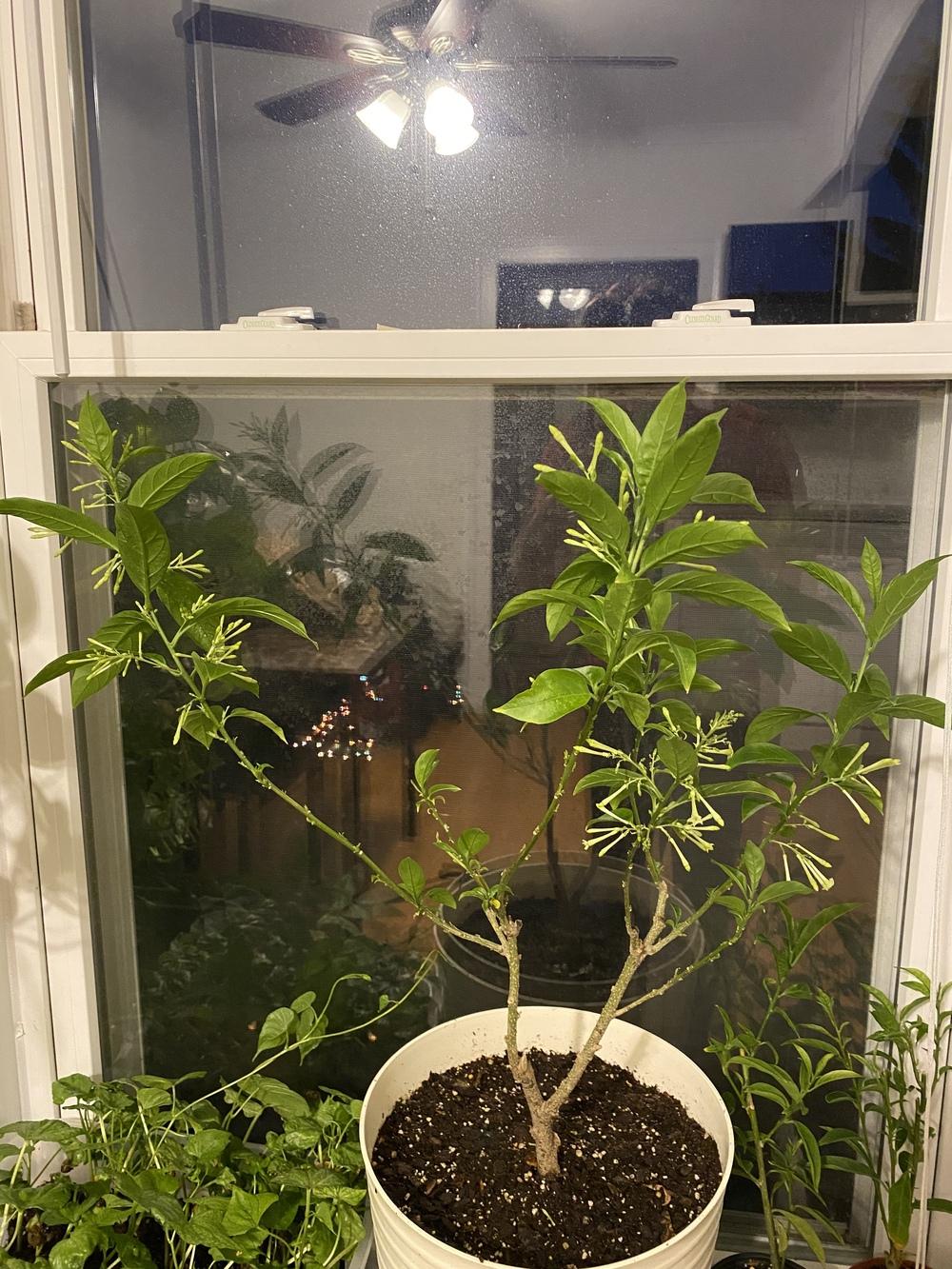 Night blooming jasmine wilting in the Ask a Question forum