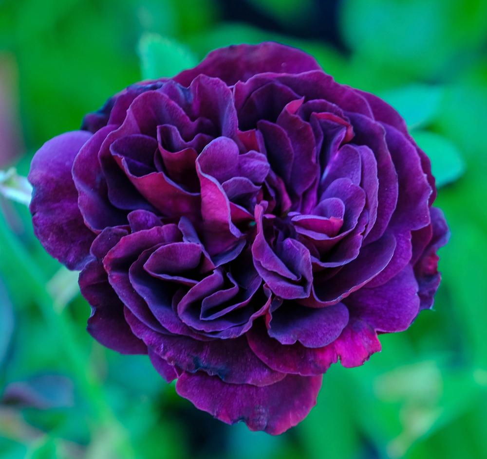 Rose (Rosa 'Purple Lodge') in the Roses Database