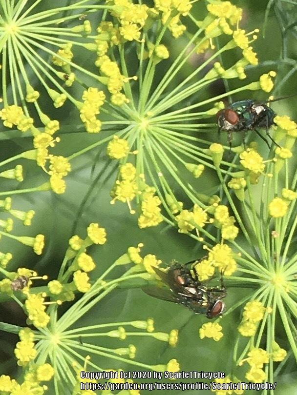 Dill and flies in the Ask a Question forum