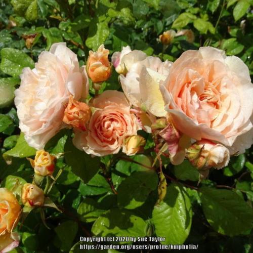 Rose (Rosa 'Sweet Juliet') in the Roses Database