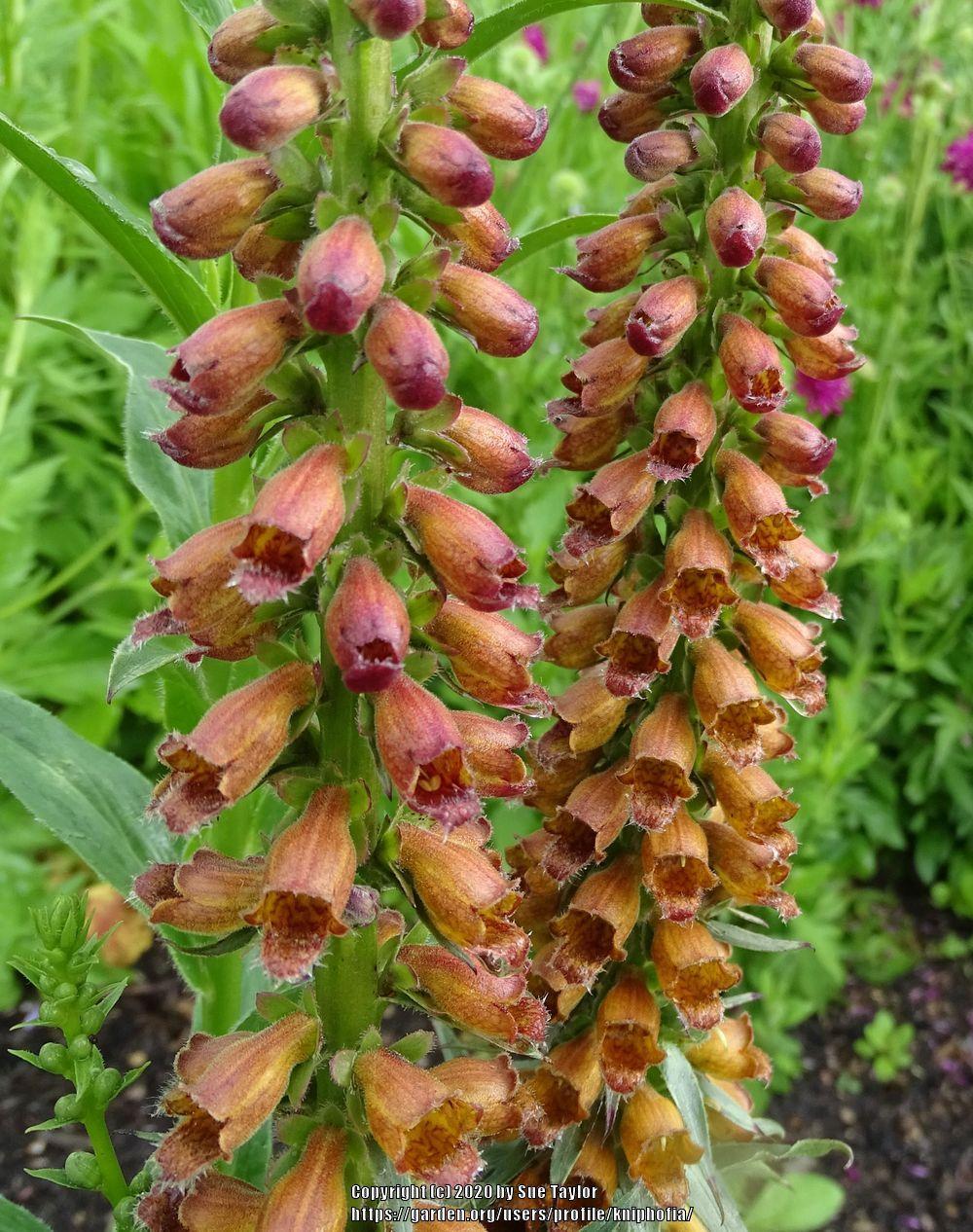 Foxglove (Digitalis parviflora 'Milk Chocolate') in the Foxgloves