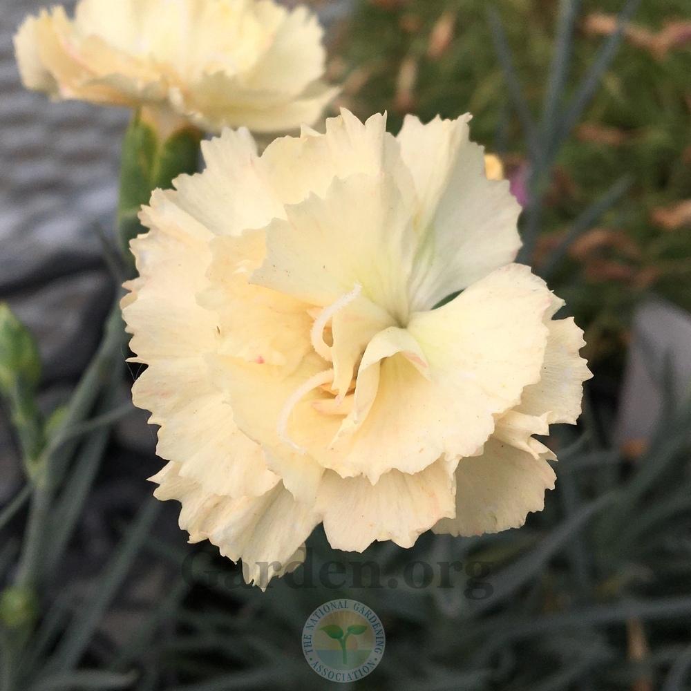 Dianthus Promotional™ Hello Yellow in the Dianthus Database