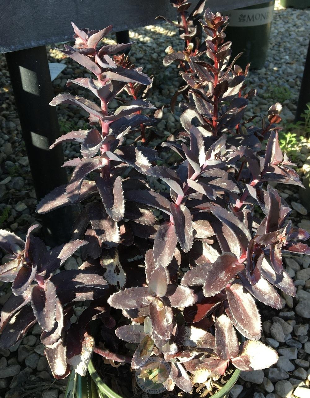 Stonecrop (Hylotelephium Evolution™ Chocolate Fountain)