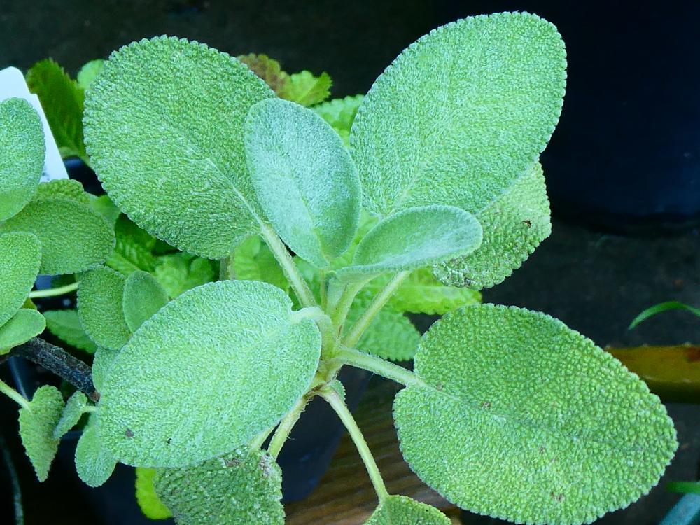 Culinary Sages Plant Care and Collection of Varieties