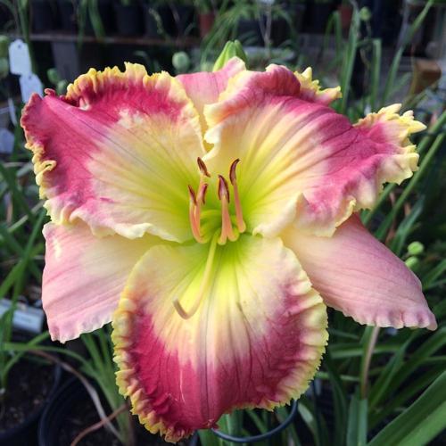 Daylily (Hemerocallis 'Watermelon Summer') in the Daylilies Database