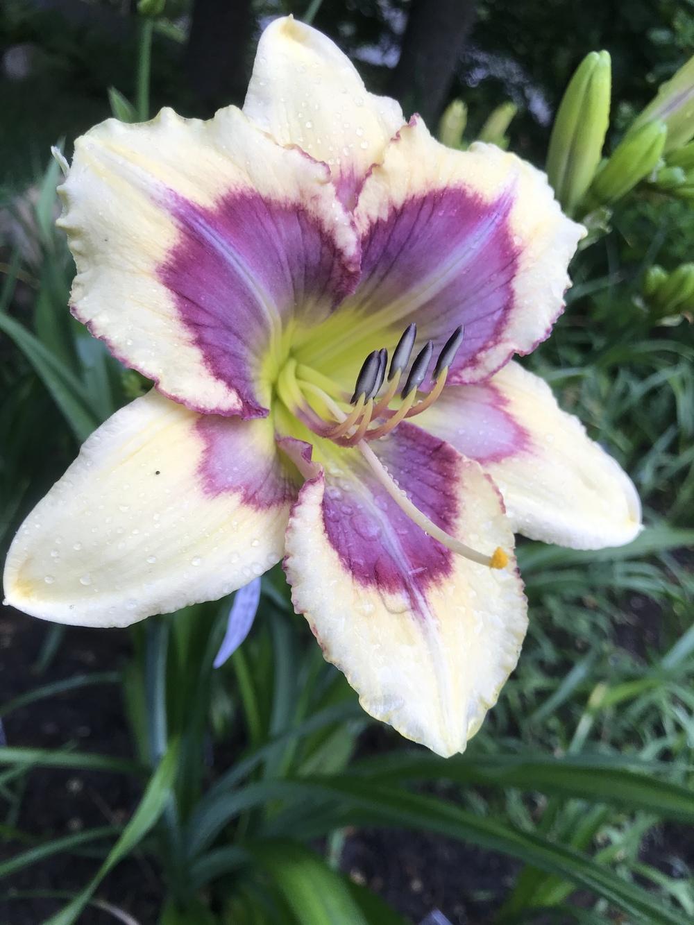 Daylily (Hemerocallis 'Blue Swallowtail') in the Daylilies Database