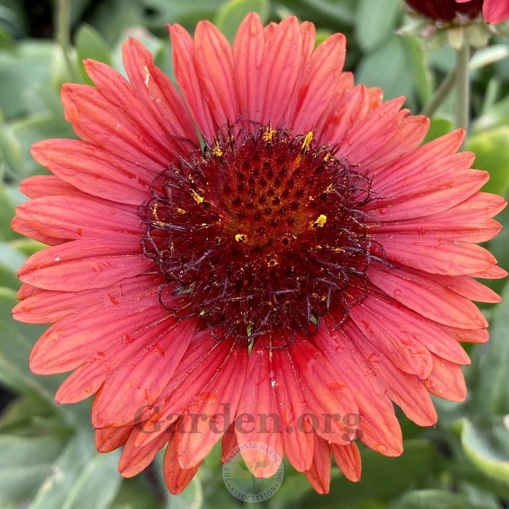 Blanketflower (Gaillardia SpinTop™ Red)