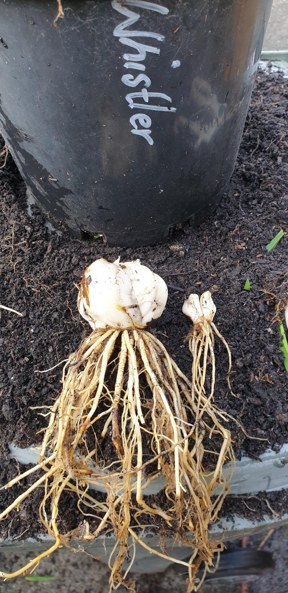 Photo of the bulb of Lily (Lilium 'Whistler') posted by gwhizz