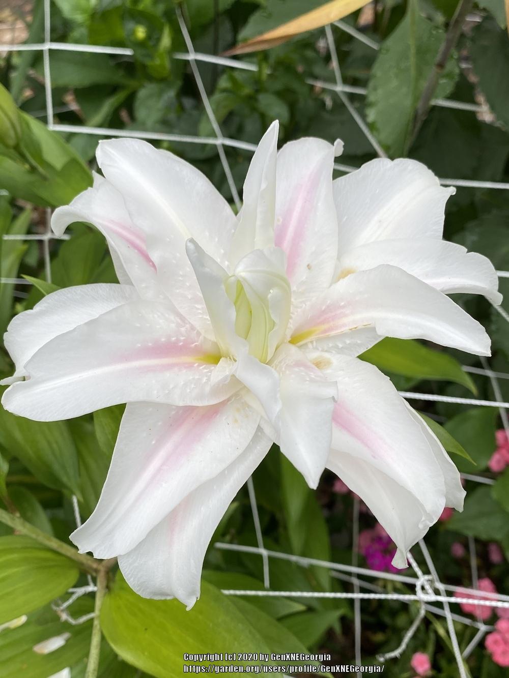 Lily (Lilium 'Ramona') in the Lilies Database
