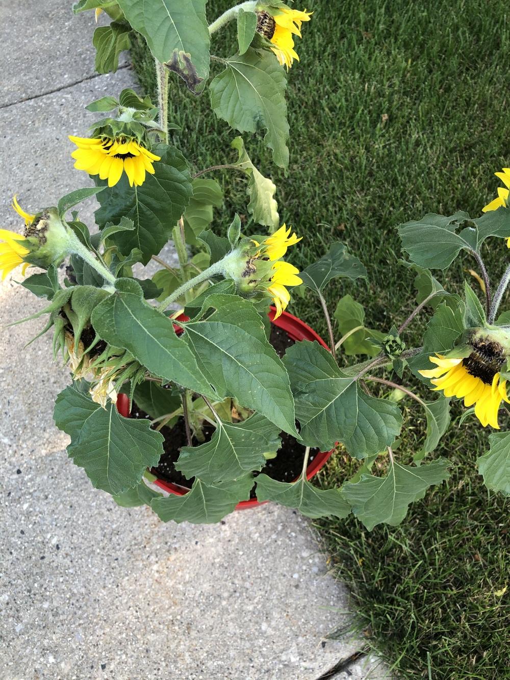 Something is eating the top of my sunflowers? in the Ask a Question