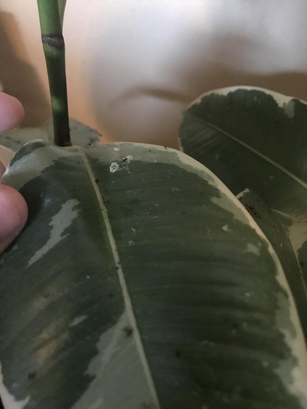 What's wrong with my rubber tree? in the Houseplants forum