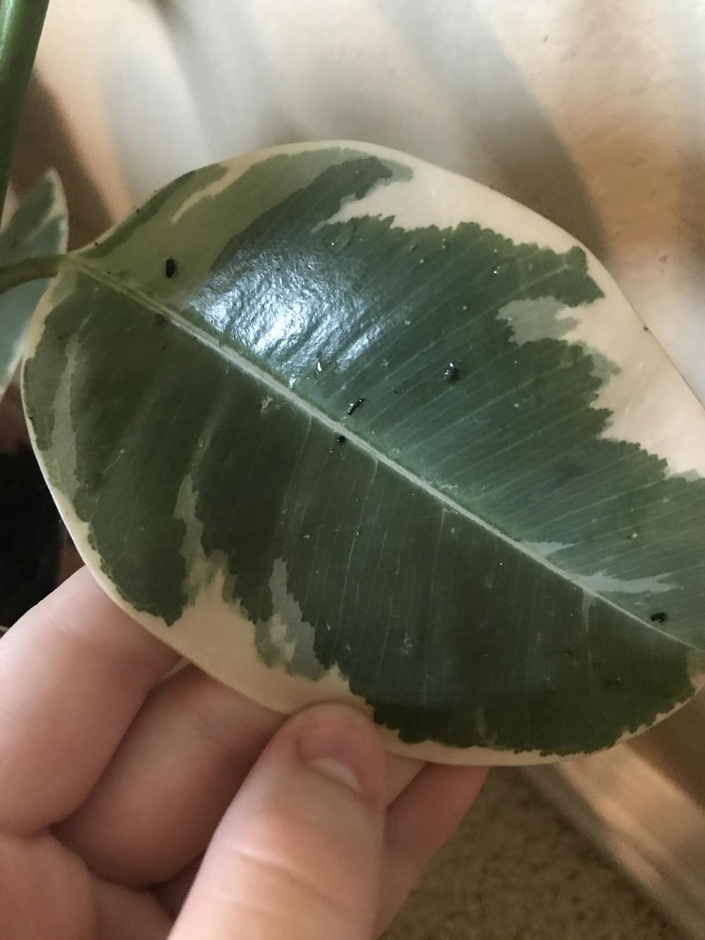 What's wrong with my rubber tree? in the Houseplants forum