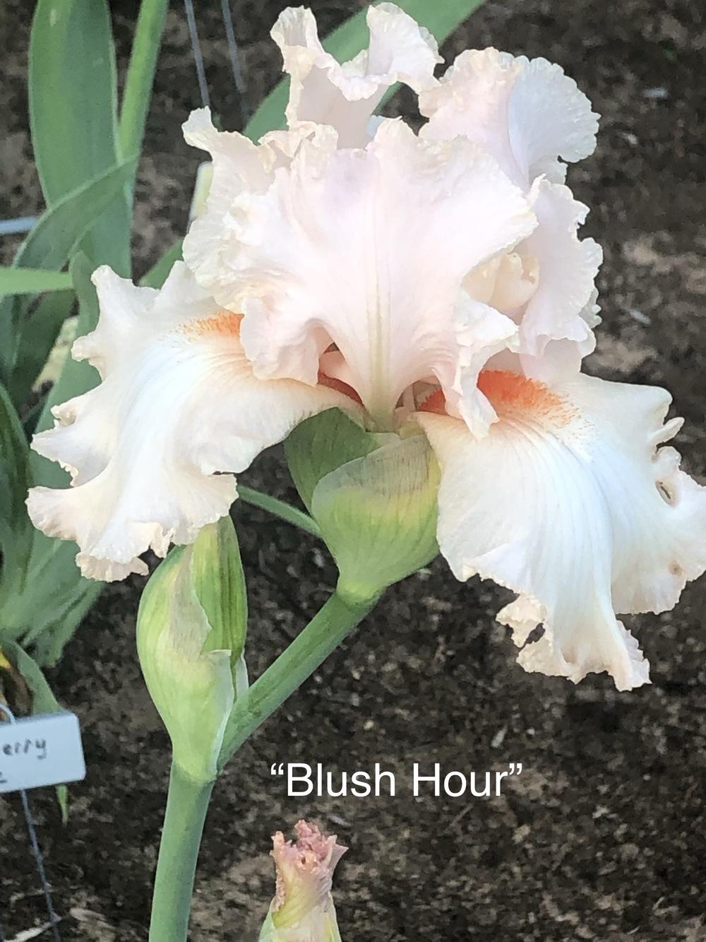Photo of the bloom of Tall Bearded Iris (Iris 'Blush Hour') posted by