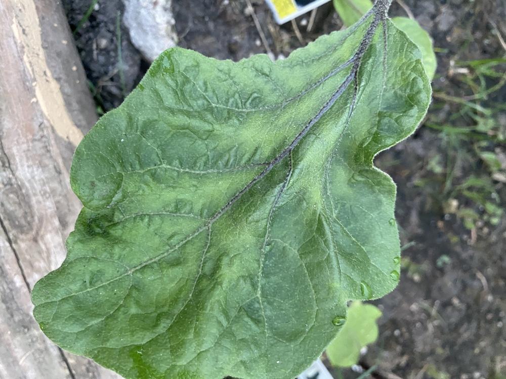 My eggplant leaves are curling, shrinking with green patches. in the