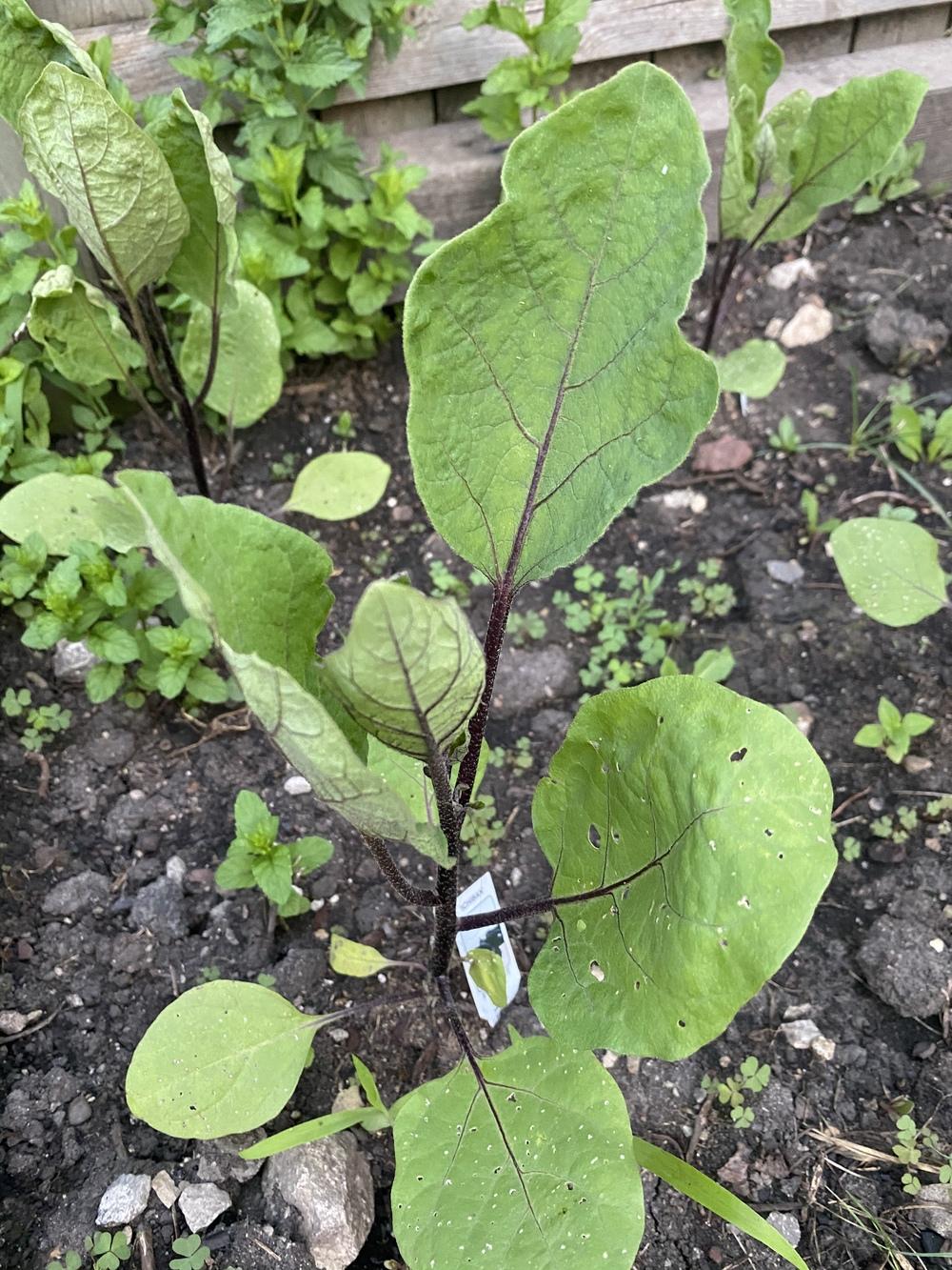 My eggplant leaves are curling, shrinking with green patches. in the