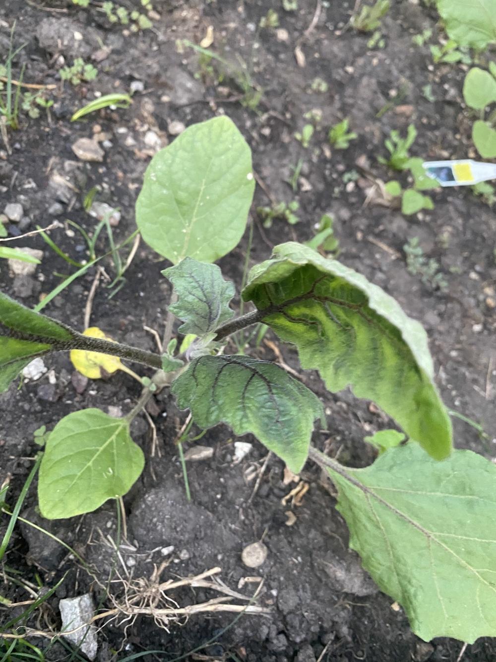 My eggplant leaves are curling, shrinking with green patches. in the