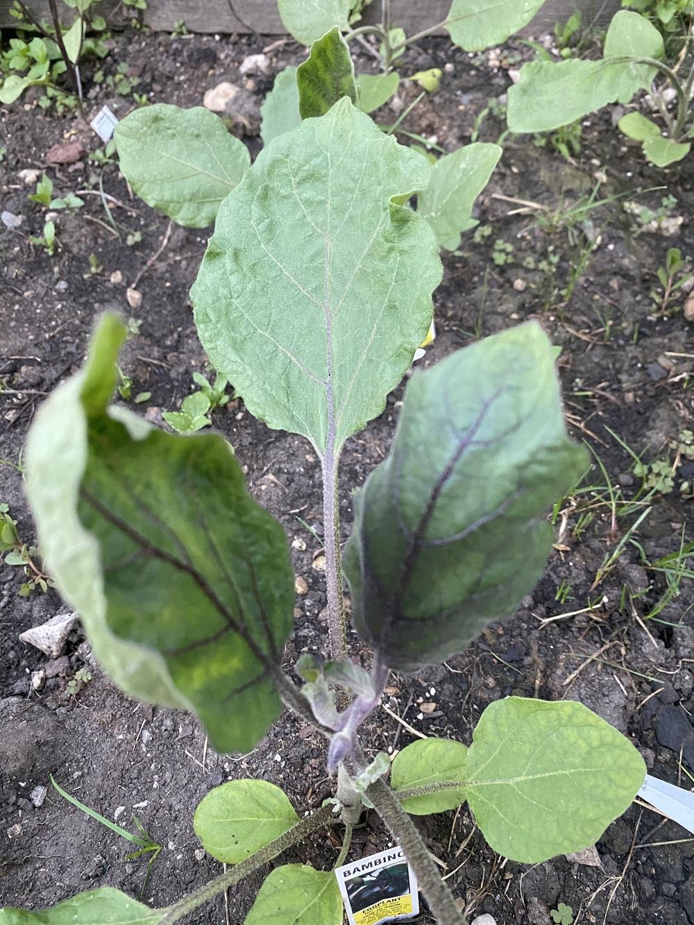 My eggplant leaves are curling, shrinking with green patches. in the