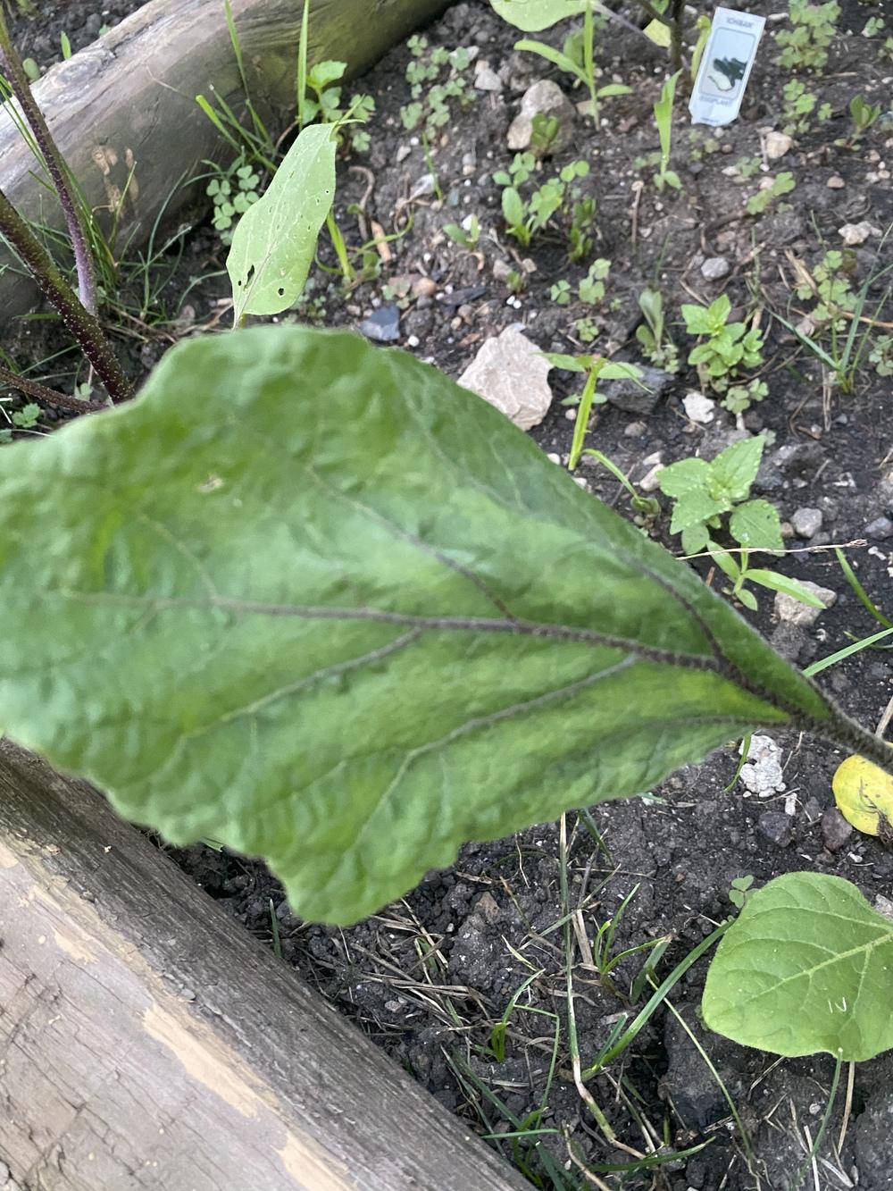 My eggplant leaves are curling, shrinking with green patches. in the
