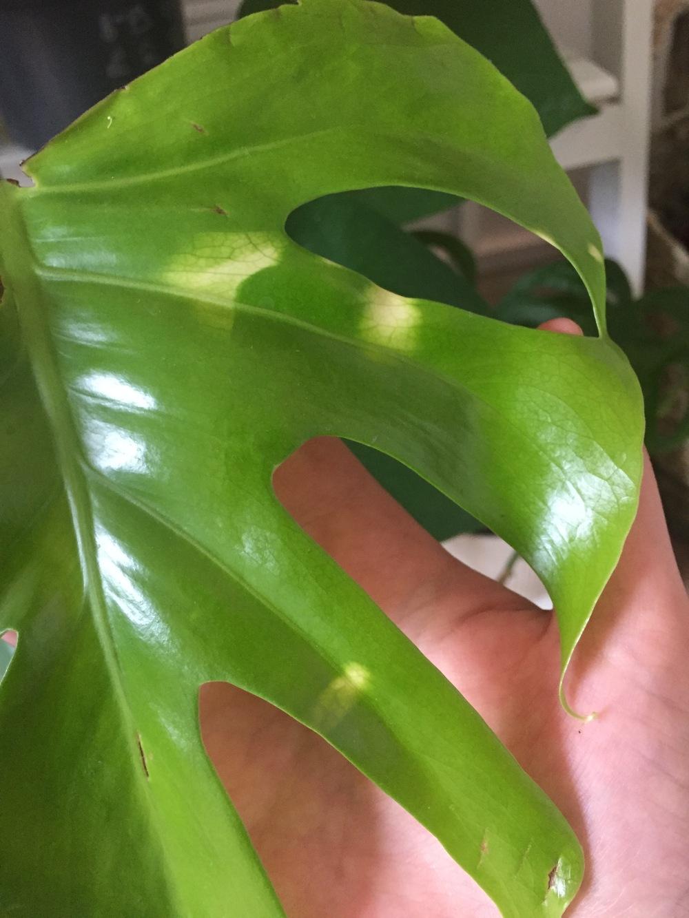 Is my cheese plant variegated? in the Houseplants forum