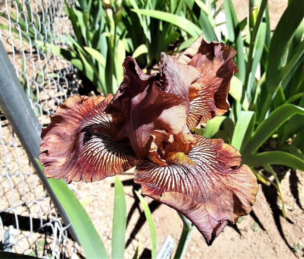 Tall Bearded Iris (Iris 'Mahogany Muse') in the Irises Database