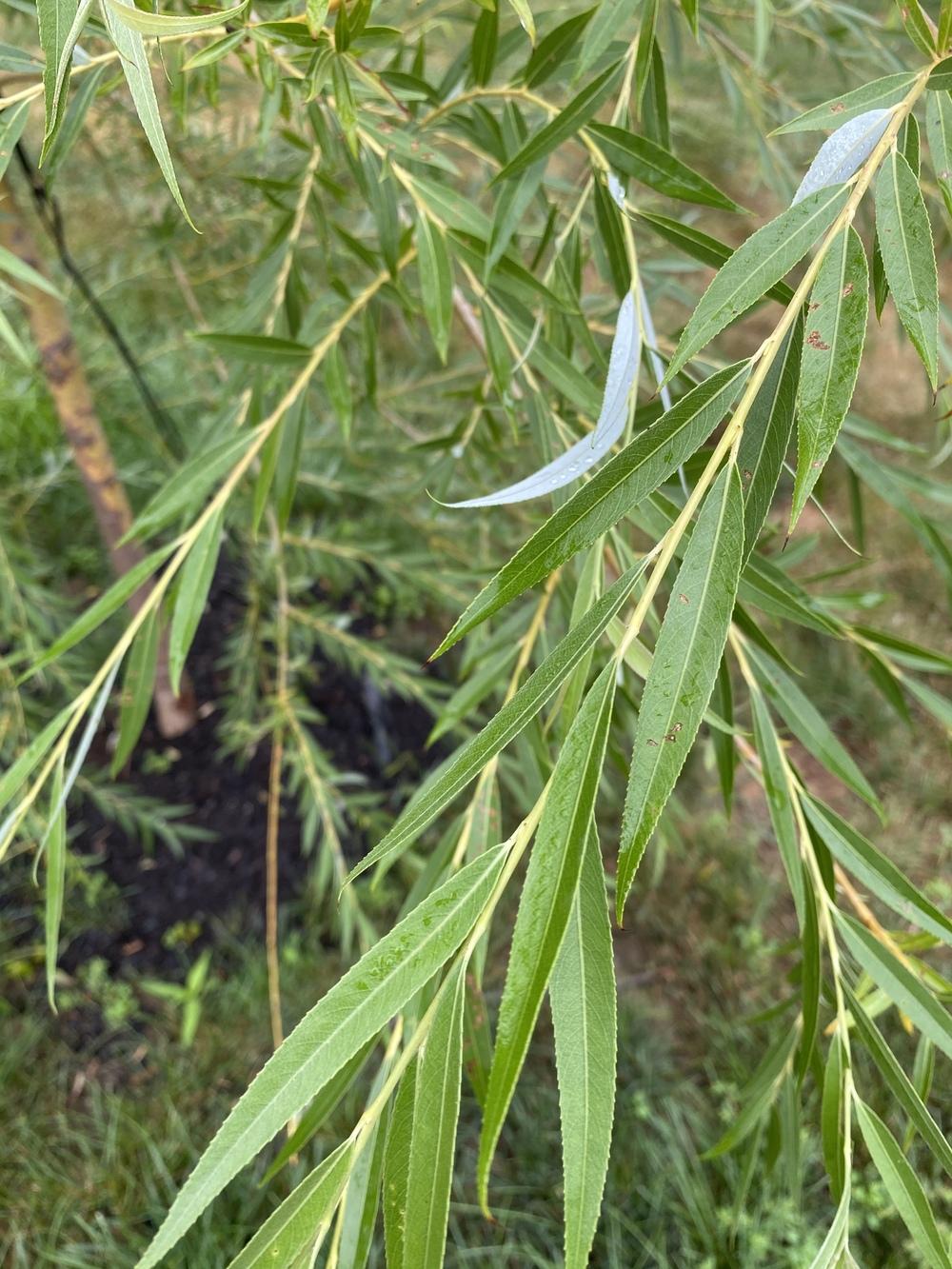 Golden weeping willow turning brown in the Ask a Question forum
