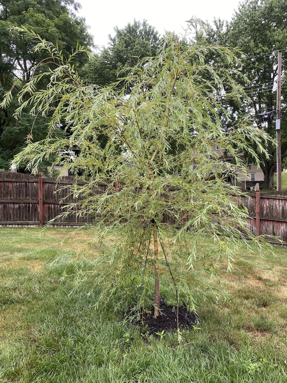 Golden weeping willow turning brown in the Ask a Question forum