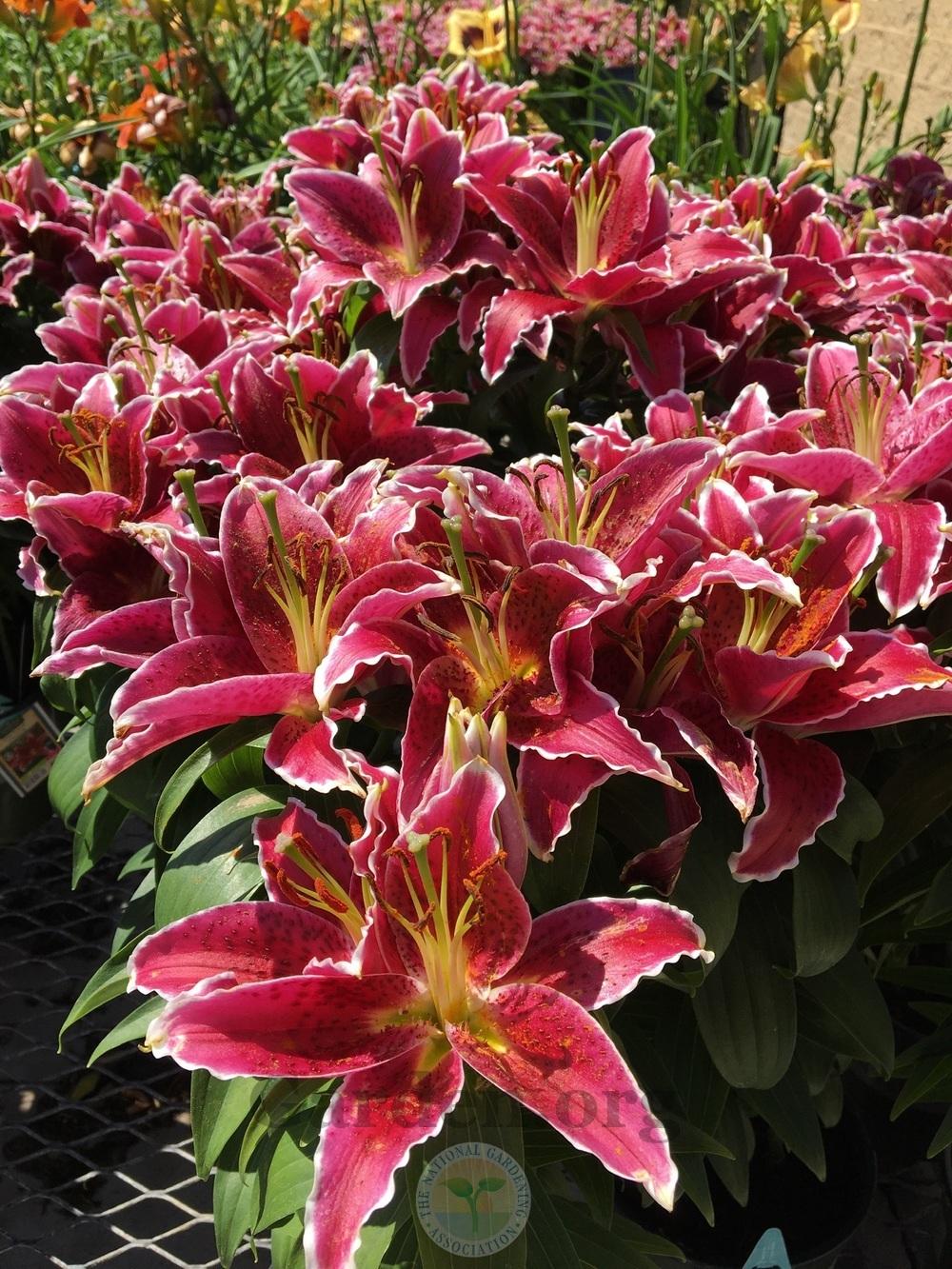 Lily (Lilium Lily Looks™ Sunny Grenada) in the Lilies Database