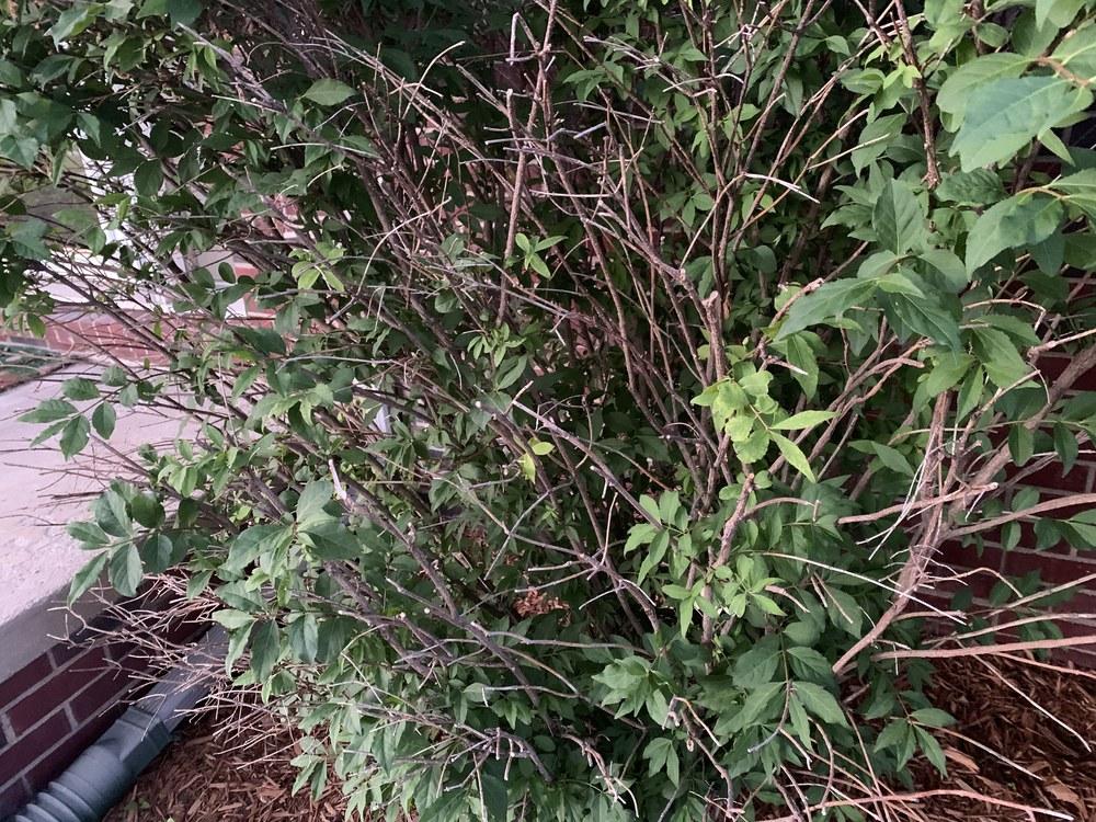 Burning Bush problems in the Trees and Shrubs forum