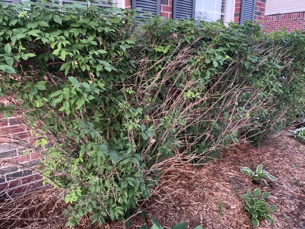 Burning Bush problems in the Trees and Shrubs forum