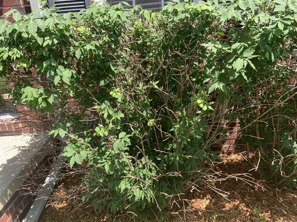 Burning Bush problems in the Trees and Shrubs forum