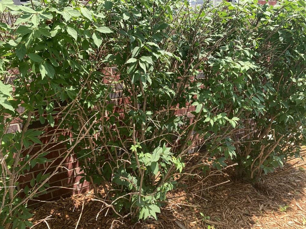 Burning Bush problems in the Trees and Shrubs forum