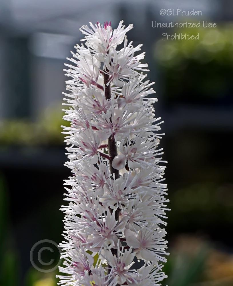 Bugbane (Actaea simplex 'Carbonella') - Garden.org
