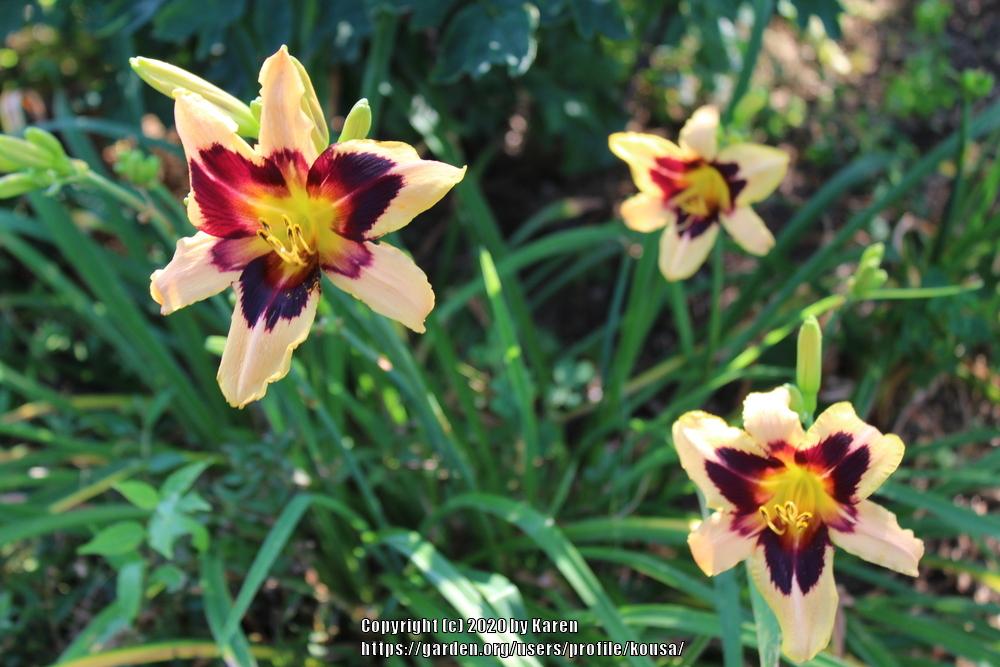 Daylily Wild Horses in the Daylilies forum