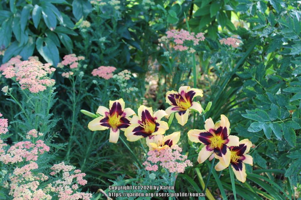 Daylily Wild Horses in the Daylilies forum