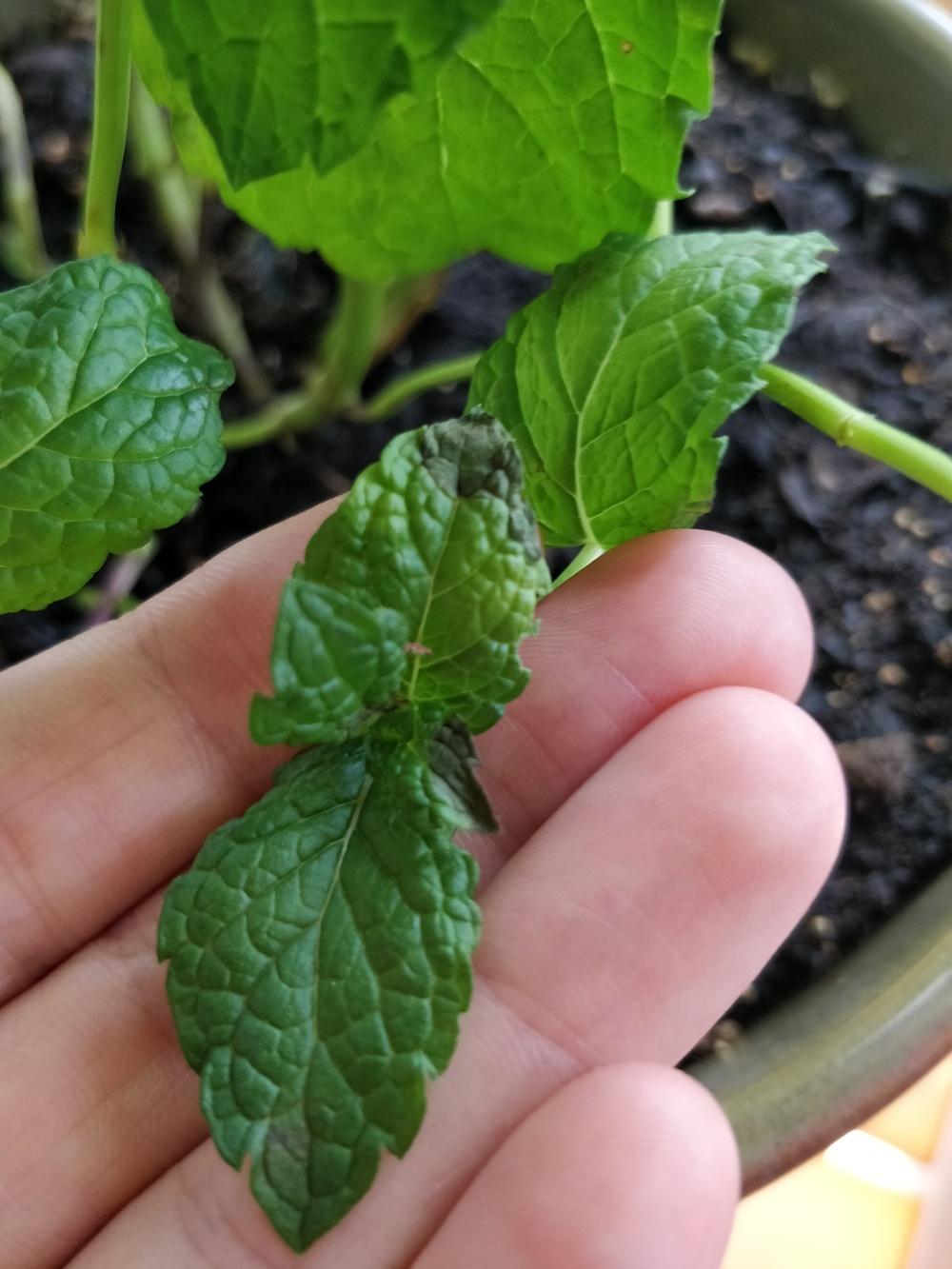 Mint leaves turning yellow, black, falling off. in the Herbs forum