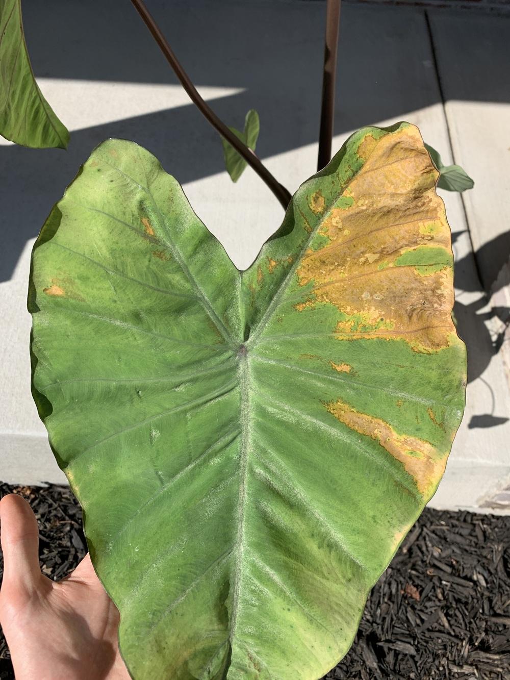 "Hilo Bay" elephant ear Yellow Leaves in