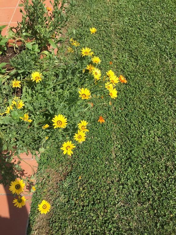 Cape Daisies in the Annuals forum