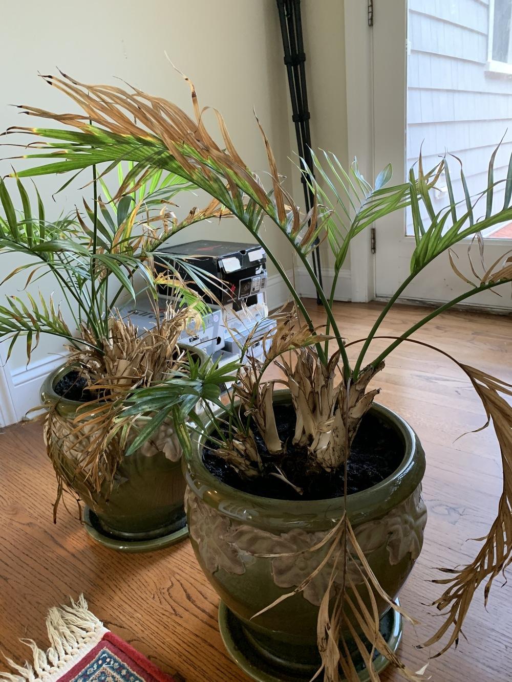 Help! How to revive this palm plant? in the Ask a Question forum