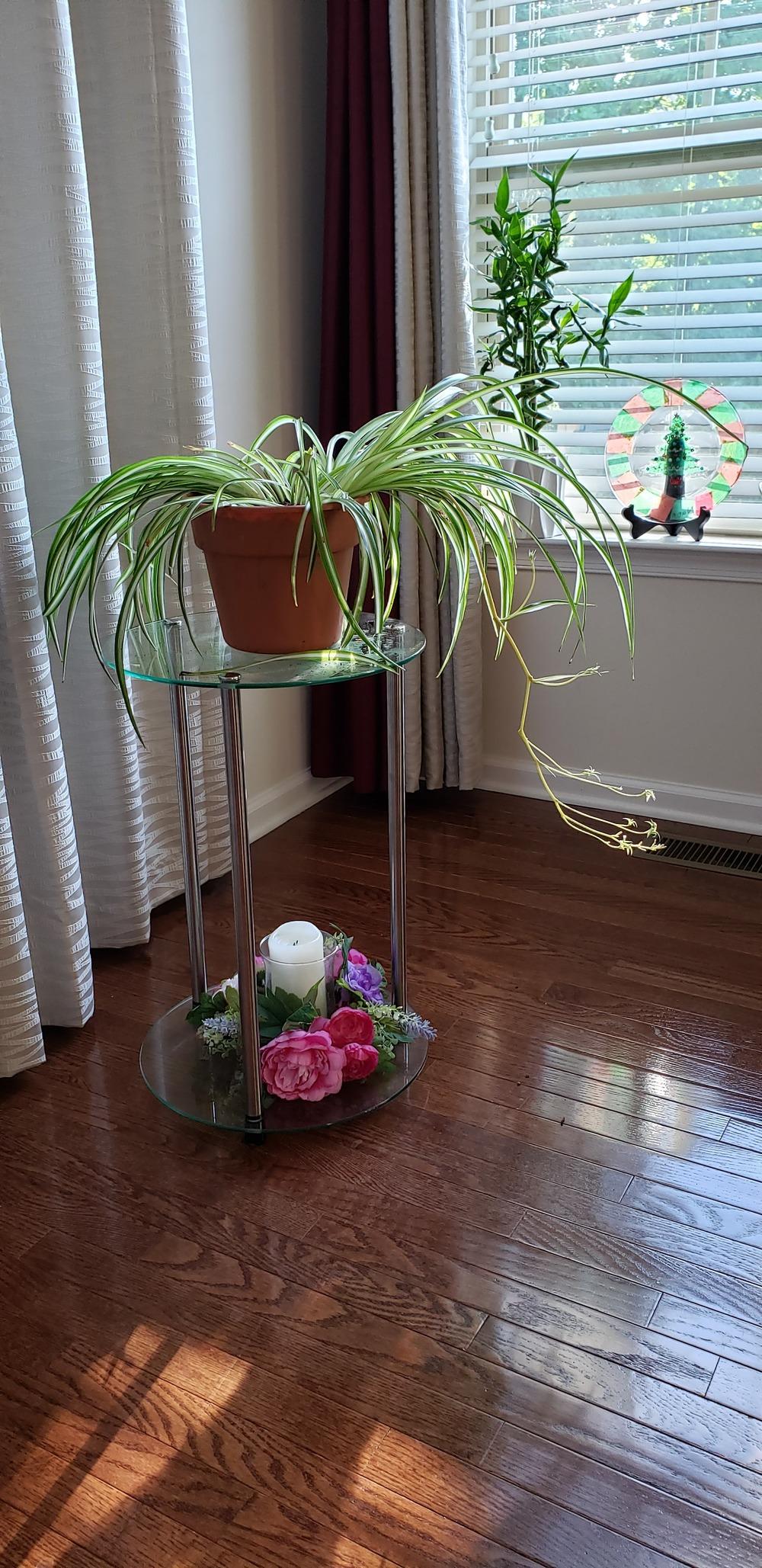 Spider plant droopy after repotting in the Ask a Question forum