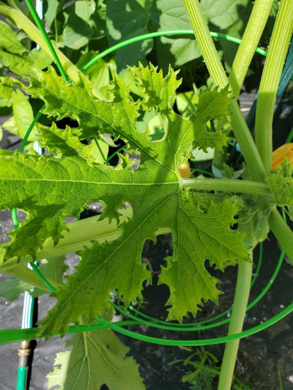 Zucchini leaves turning light green and yellow in the Ask a Question