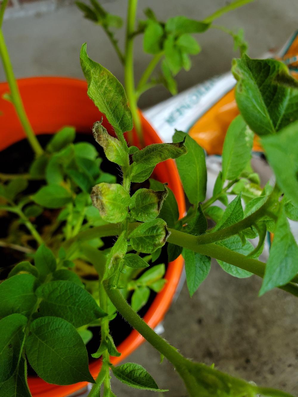 Potato Leaves Turning Yellow Gfl Outdoors vrogue.co