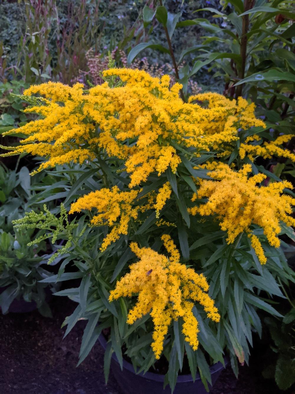 Dwarf Goldenrod (Solidago 'Baby Gold') in the Goldenrods Database