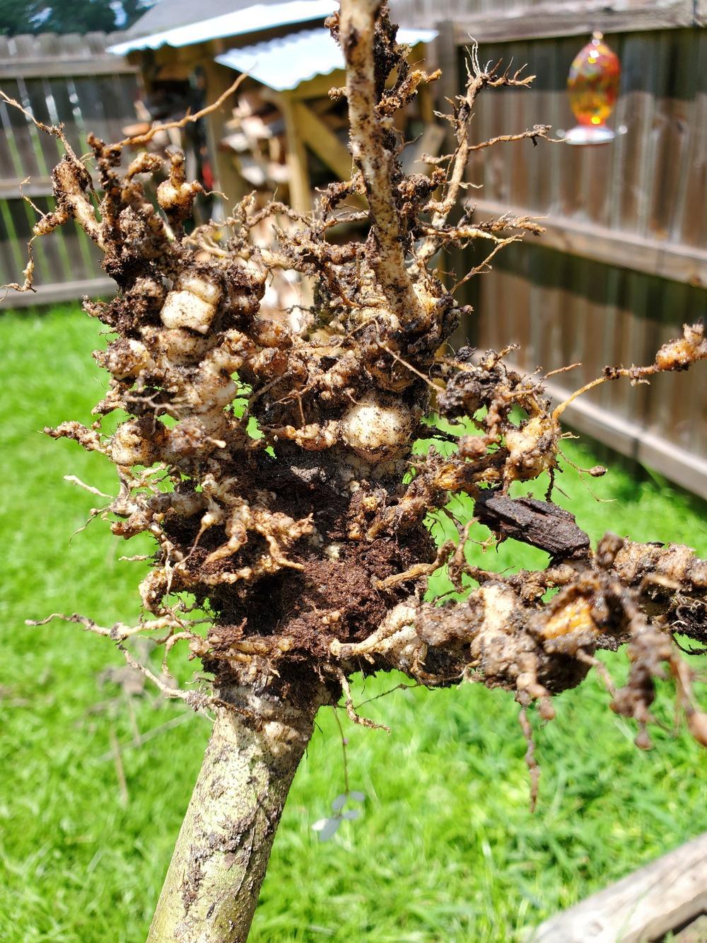 Dying Okra Plants in the Vegetables and Fruit forum