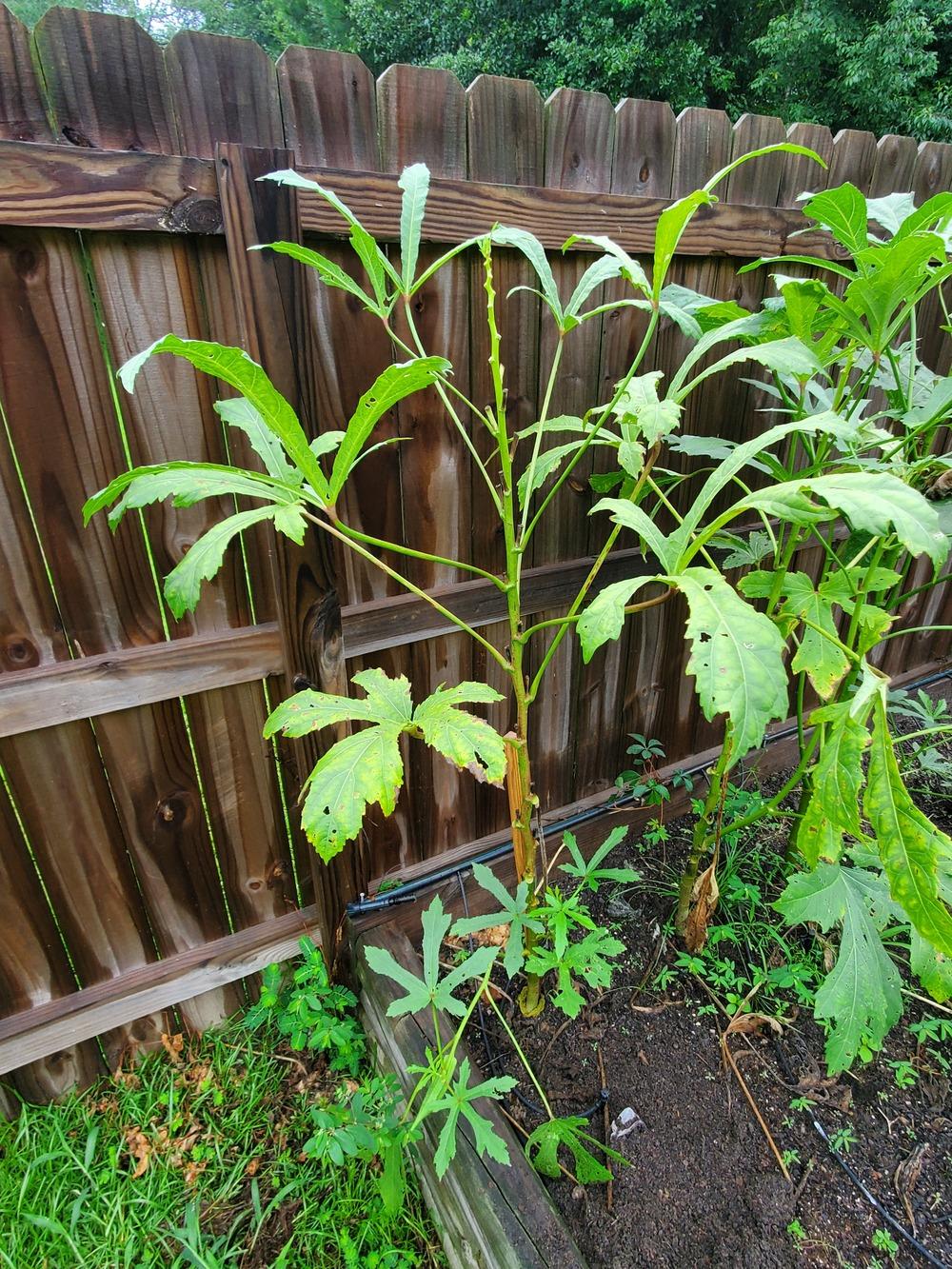 Dying Okra Plants in the Vegetables and Fruit forum