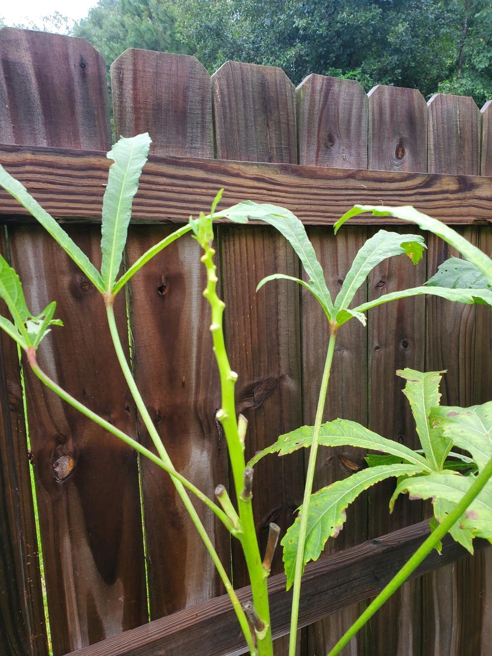 Dying Okra Plants in the Vegetables and Fruit forum