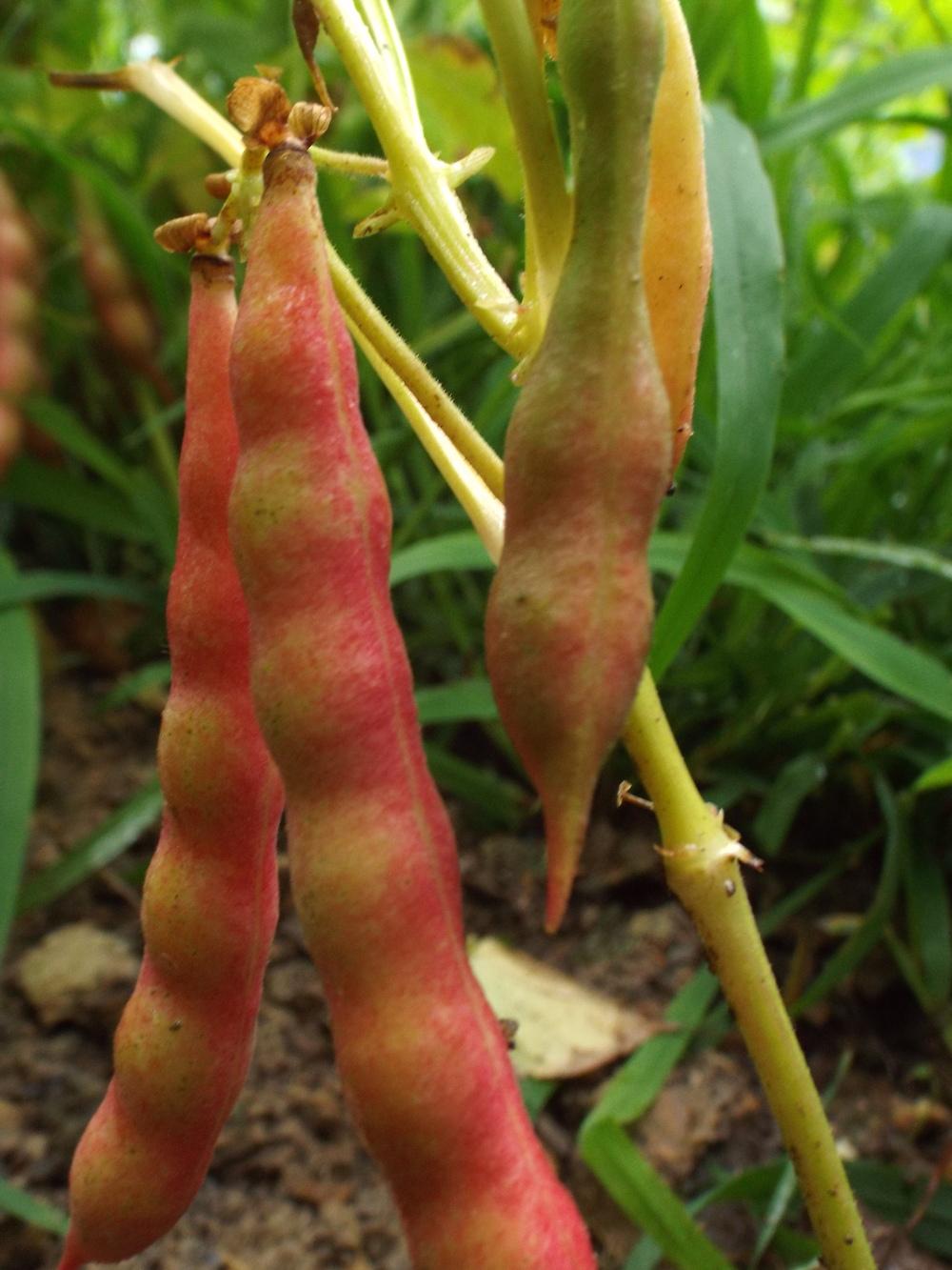 Beans Plant Care and Collection of Varieties