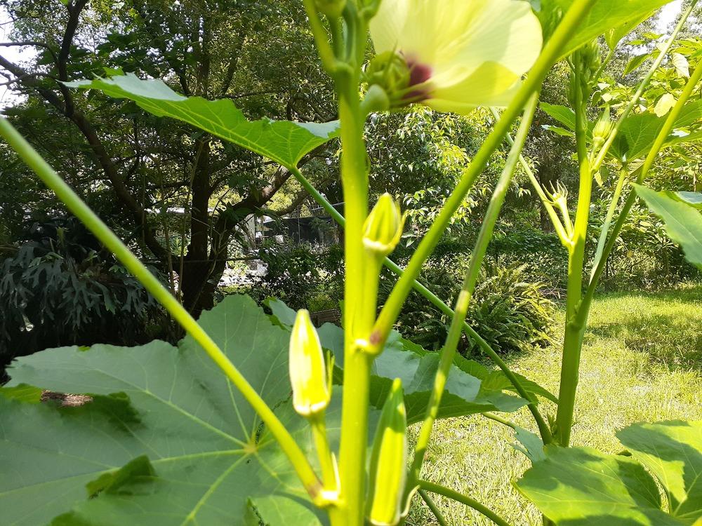 Dying Okra Plants in the Vegetables and Fruit forum